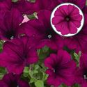 Bild von Petunia P12 Purple